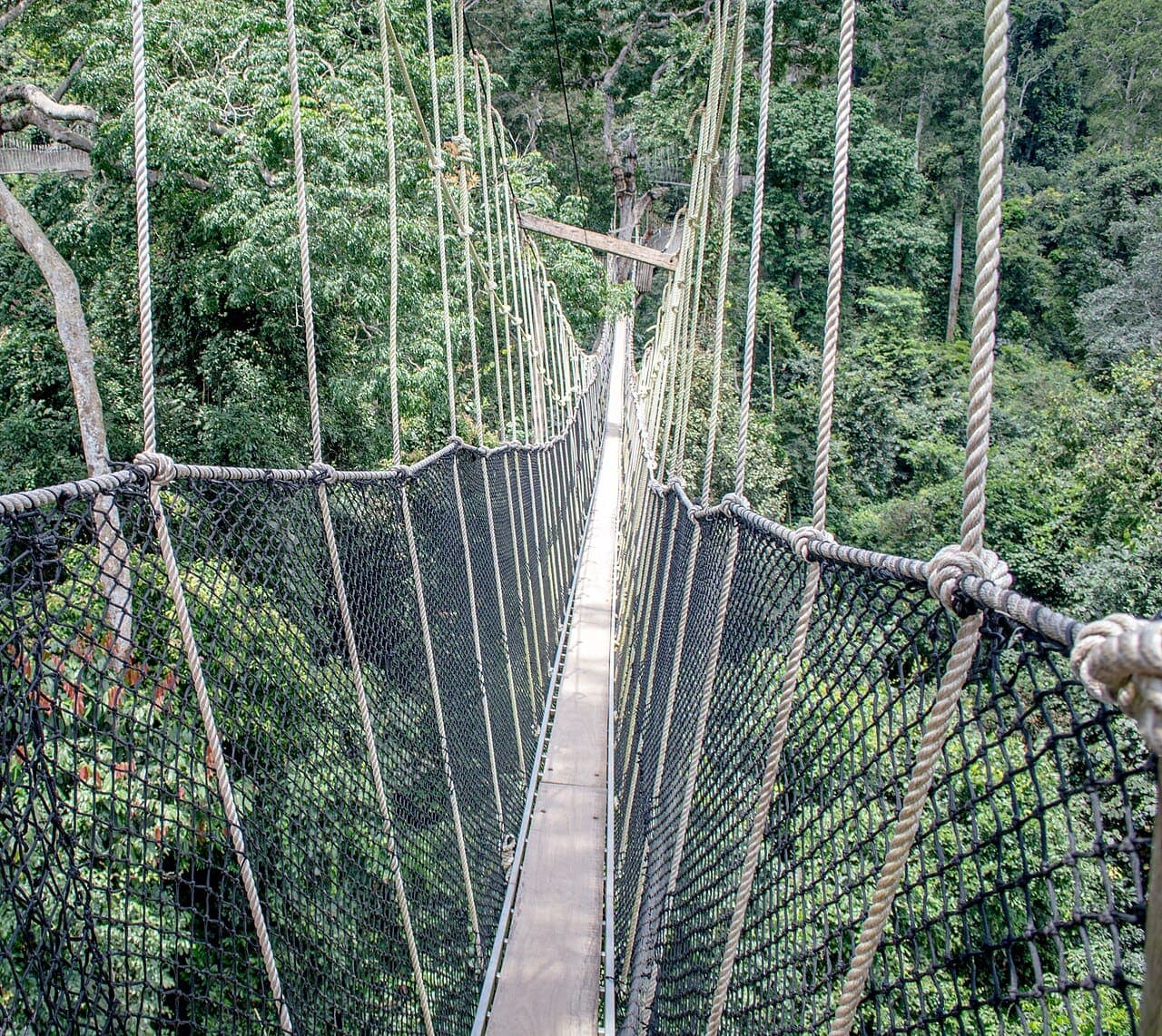 What to Expect at Kakum Canopy Walkway