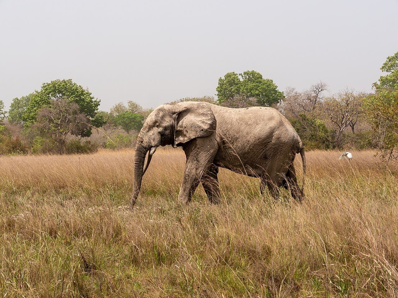Planning a Safari at Mole National Park